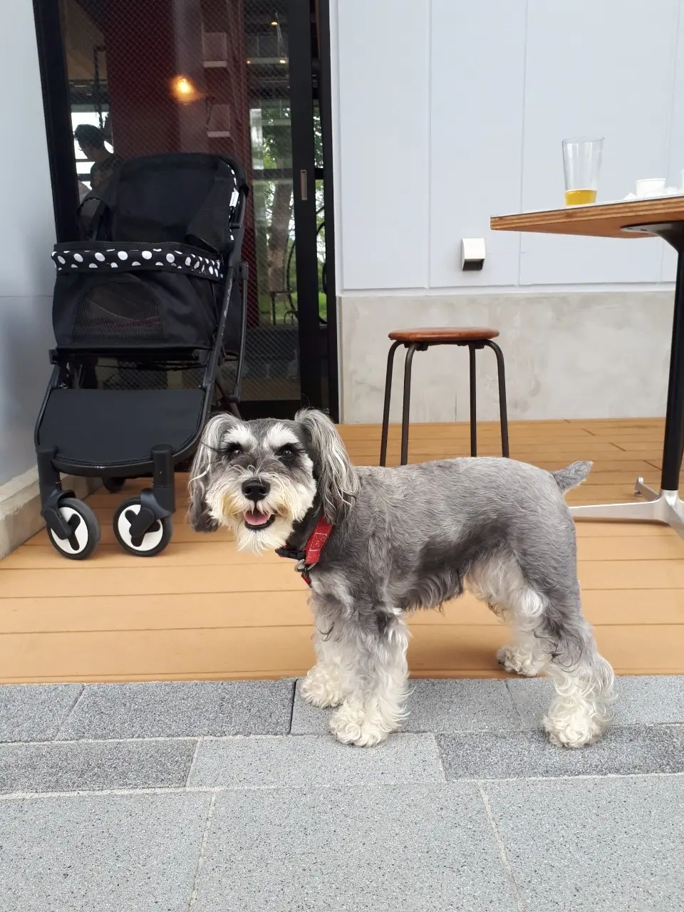 観光地、お店のまえで笑顔のサクラちゃん