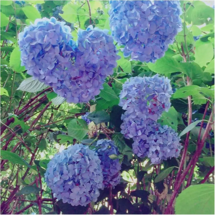 <紫陽花だらけのお寺?!>写真映え間違いなしの「明月院」とは…☻_2