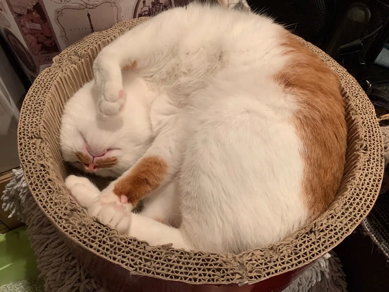【今日のにゃんこ】ベスポジを探すラビくんの姿がかわいい_1