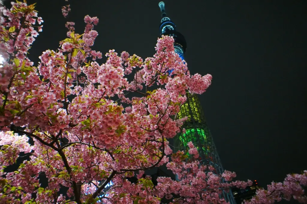 《ひと足お先にお花見❤️》【都内】で楽しめるおすすめの夜桜スポットはココだ☝︎❤︎_3
