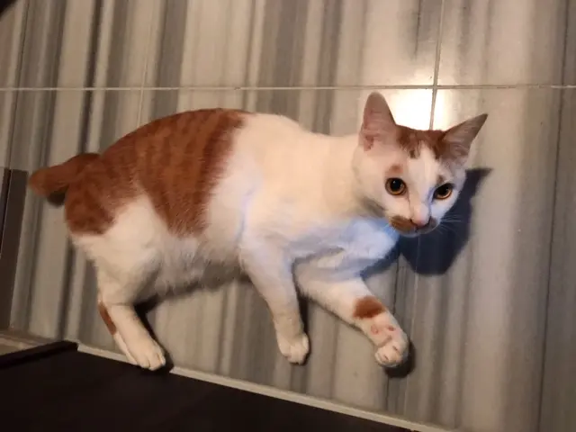 【今日のにゃんこ】まるで盗人のように佇むラビくん☆_1
