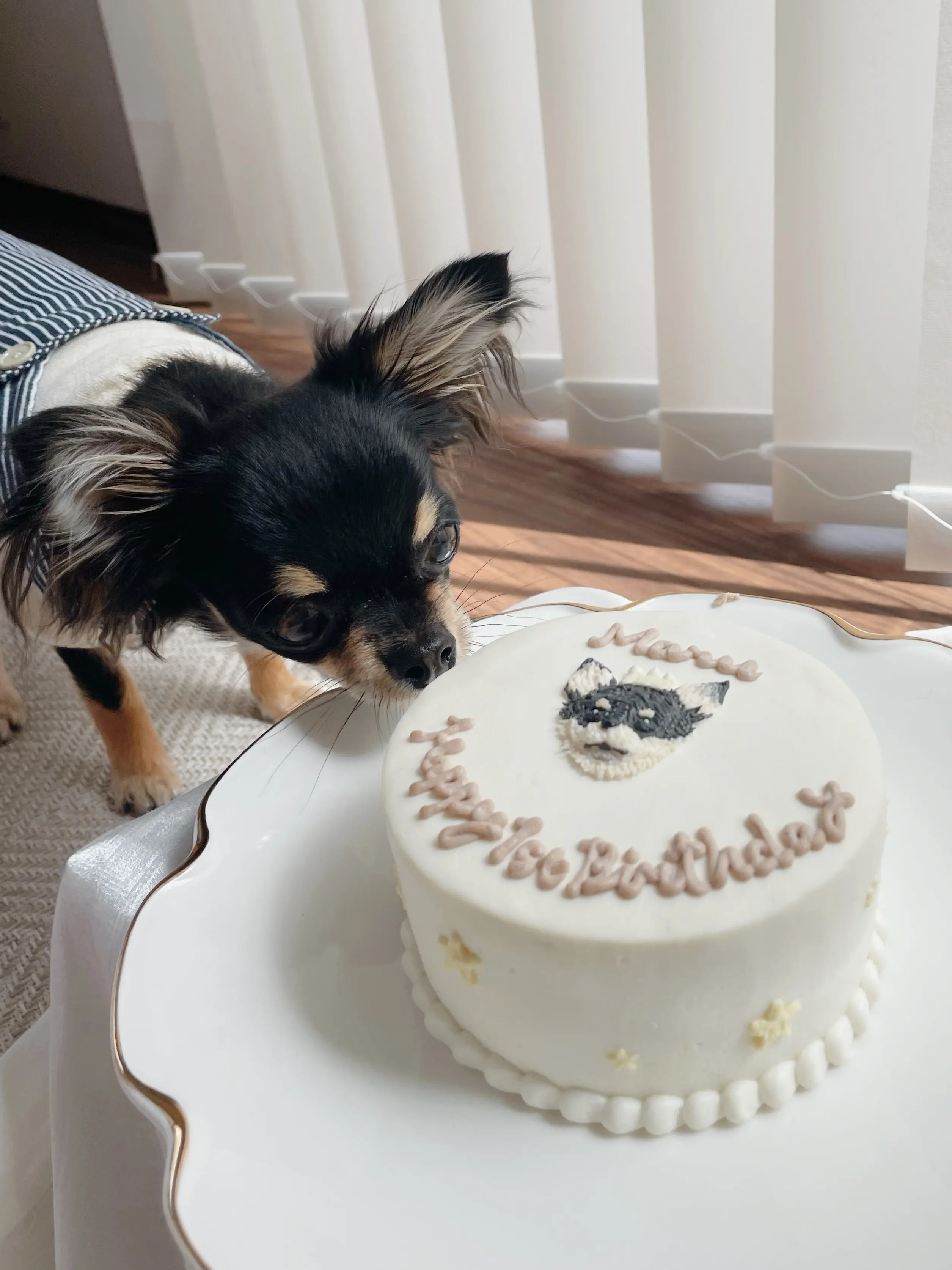 【我が家のペット】愛犬まるちゃんお誕生日を迎えました!_5