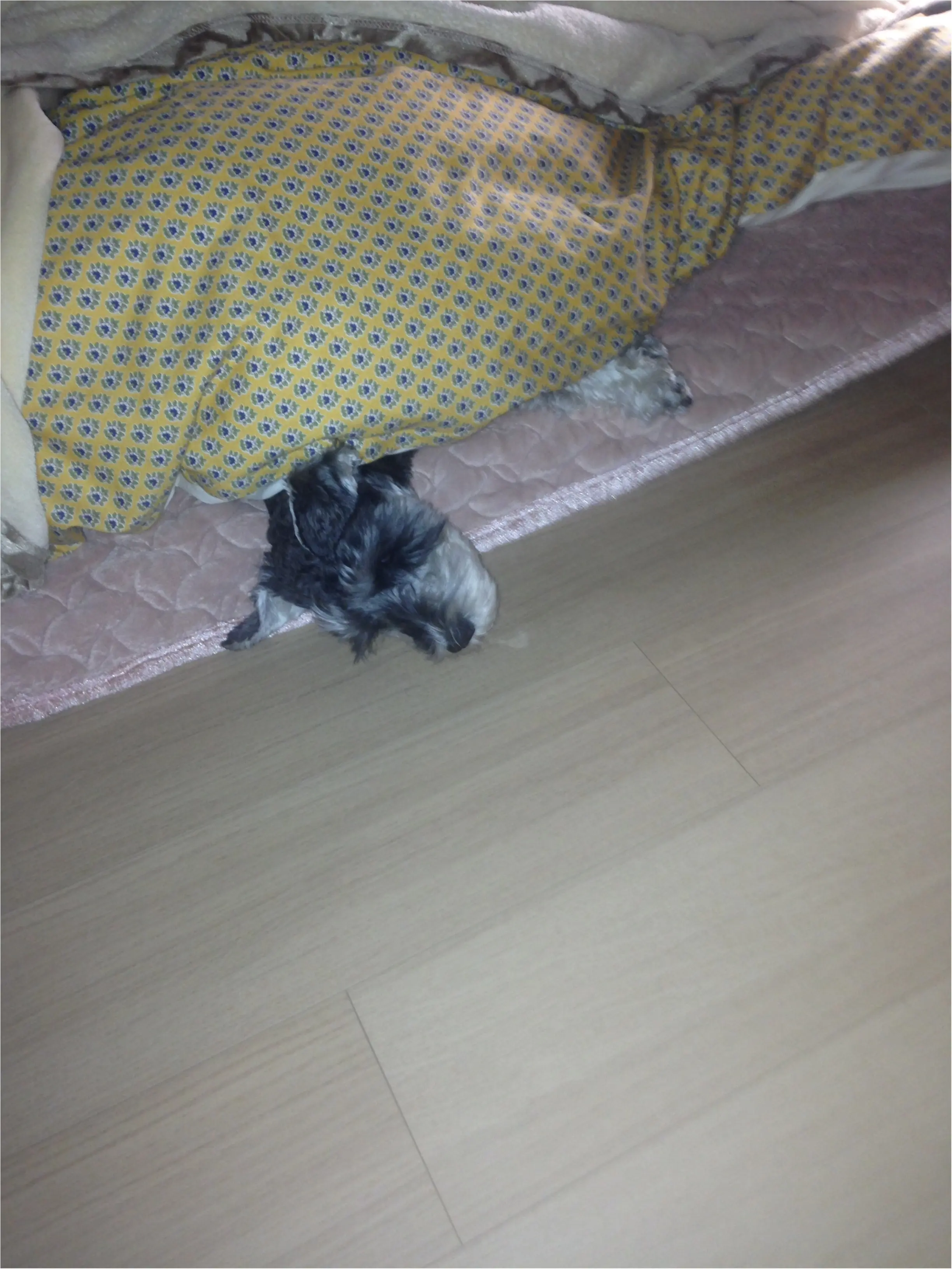 【今日のわんこ】暑すぎ~! お布団にもぐっていたサクラちゃん_1