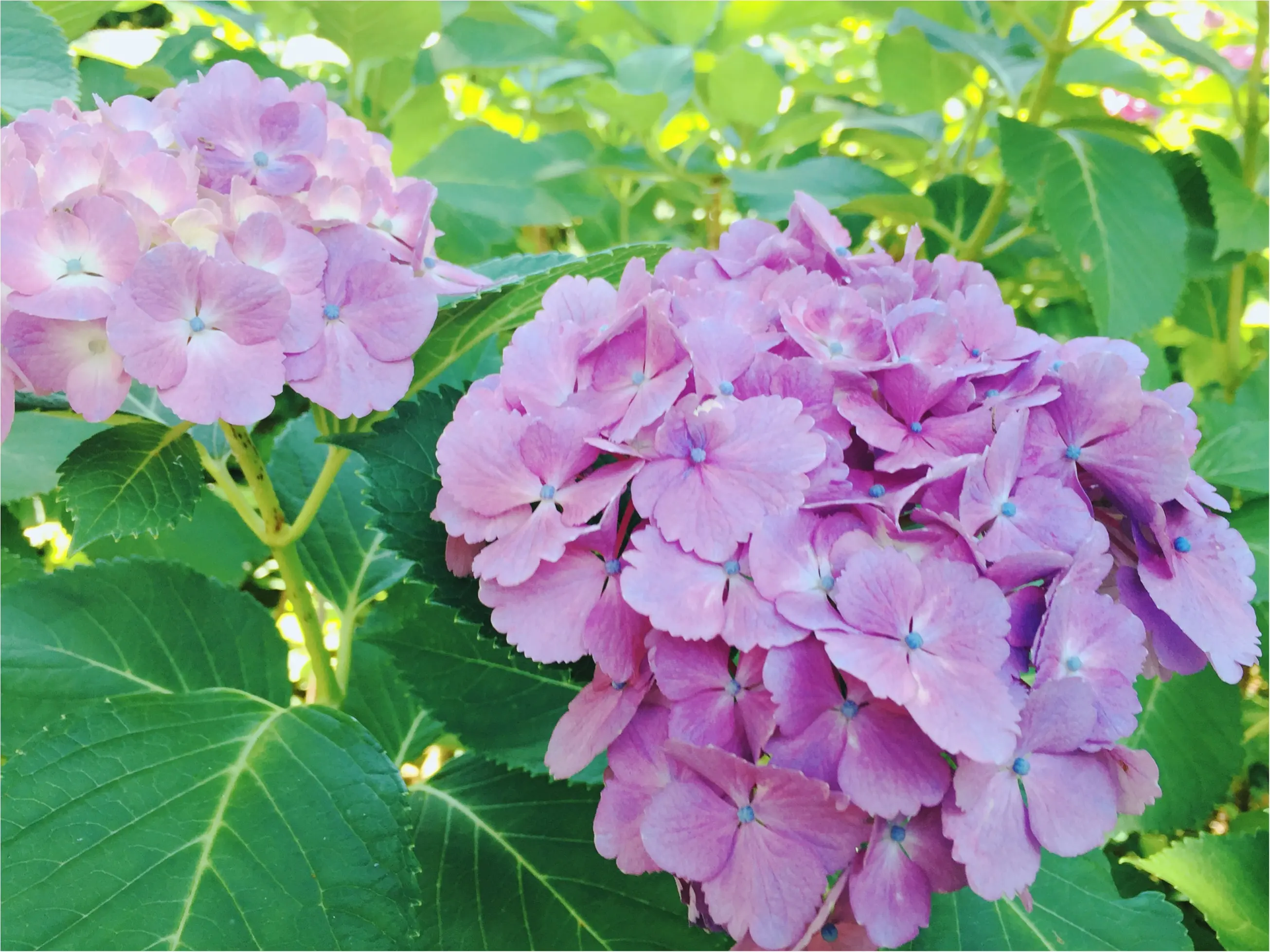 【鎌倉・長谷寺】紫陽花が見頃!待ち時間にオススメのランチスポットをご紹介♡_13