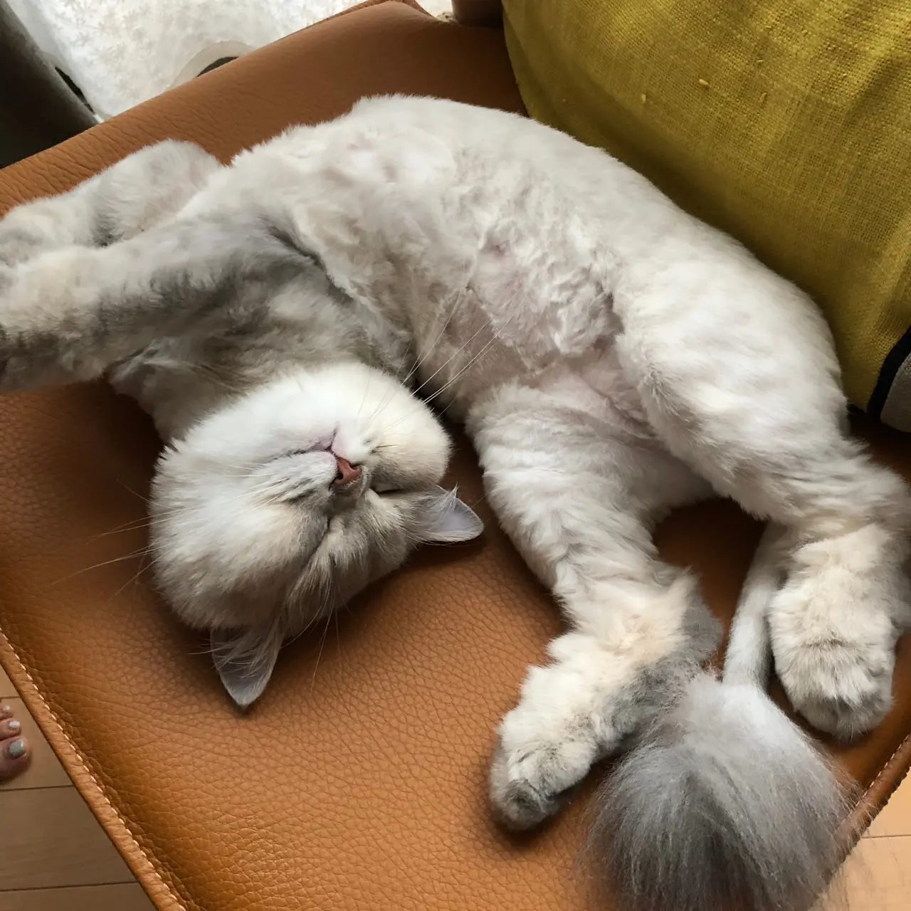 【今日のにゃんこ】椅子の上でだらーん。ココンちゃん_1