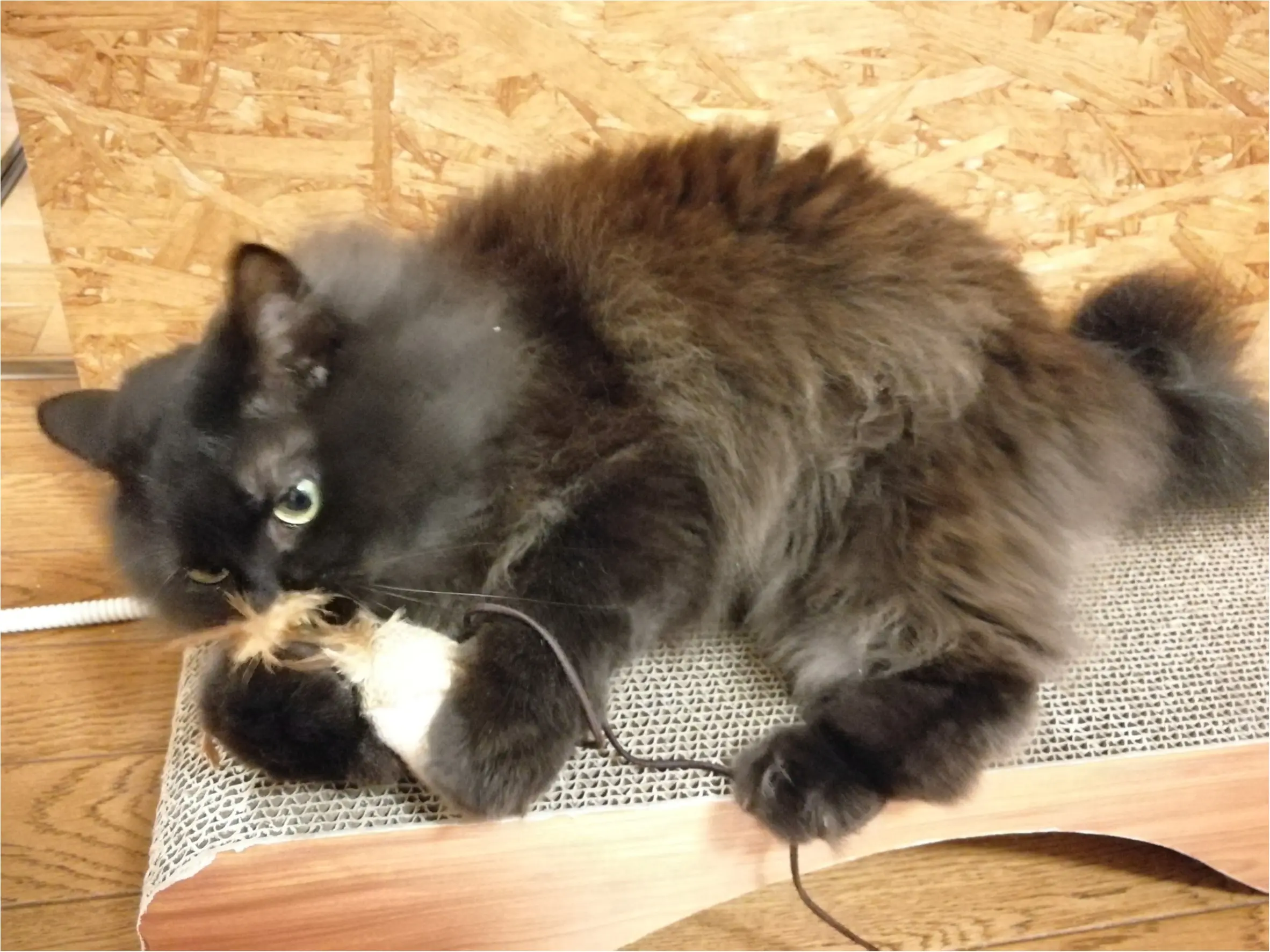 【今日のにゃんこ】捕まえたー! おもちゃをキャッチしたゆらちゃんを激写♪_1