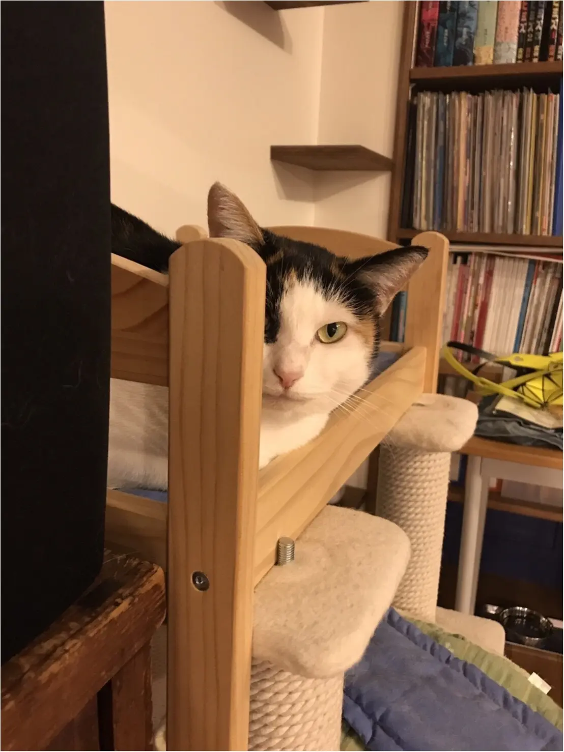 【今日のにゃんこ】ちらり! 棚のかげから覗いているちよちゃん_1
