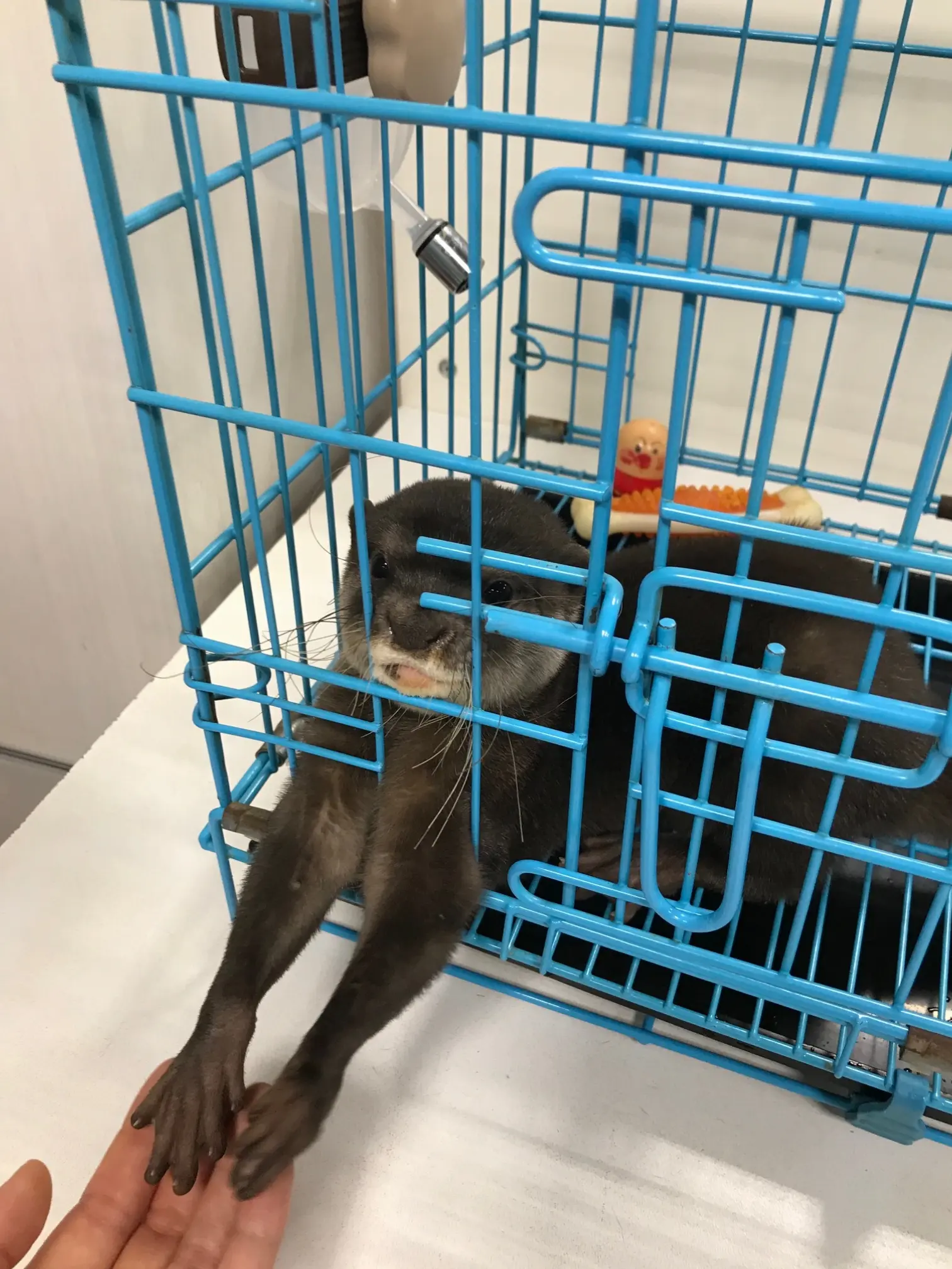 【池袋】コツメカワウソカフェに行ってきた!_10