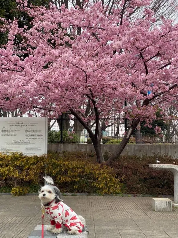 河津桜の下で記念撮影をするチワワとマルチーズのミックス犬・太郎君