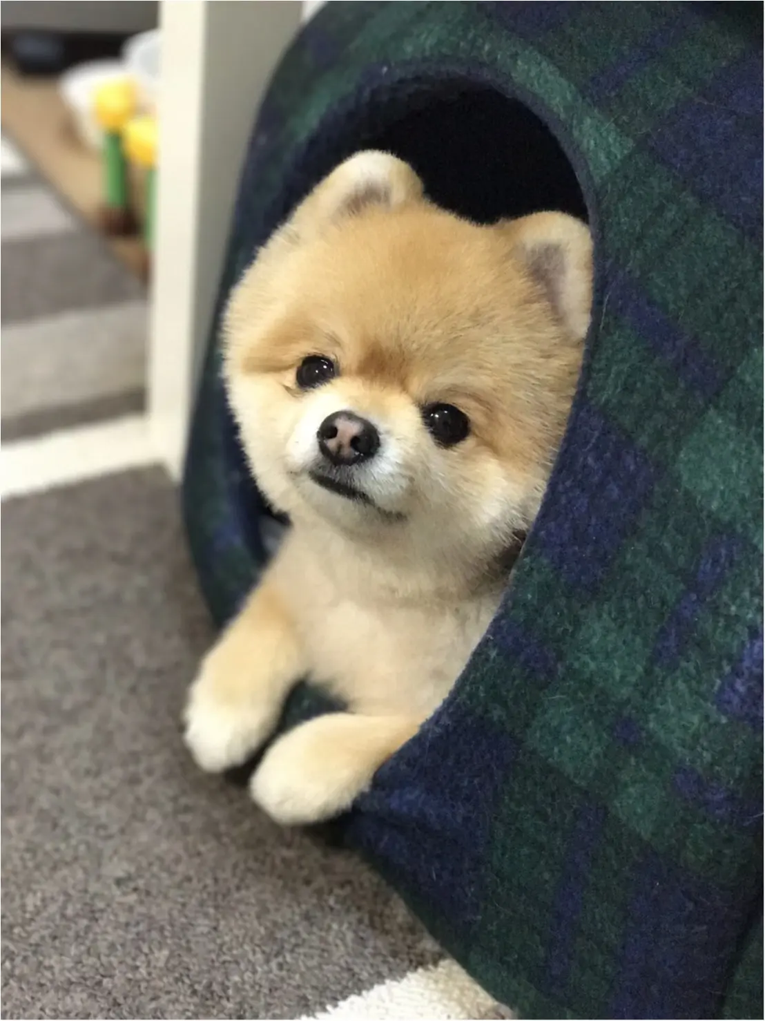 癒しをお届け♡うちのももたんです♡_1