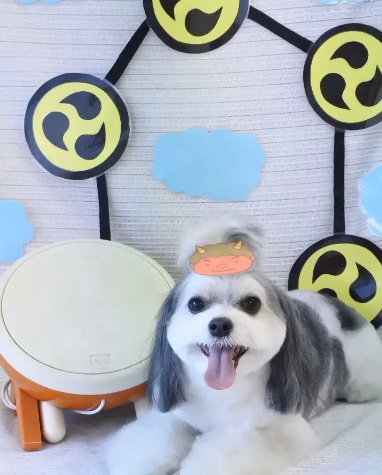 【今日のわんこ】節分の思い出にしみじみ! 太郎くん★_1
