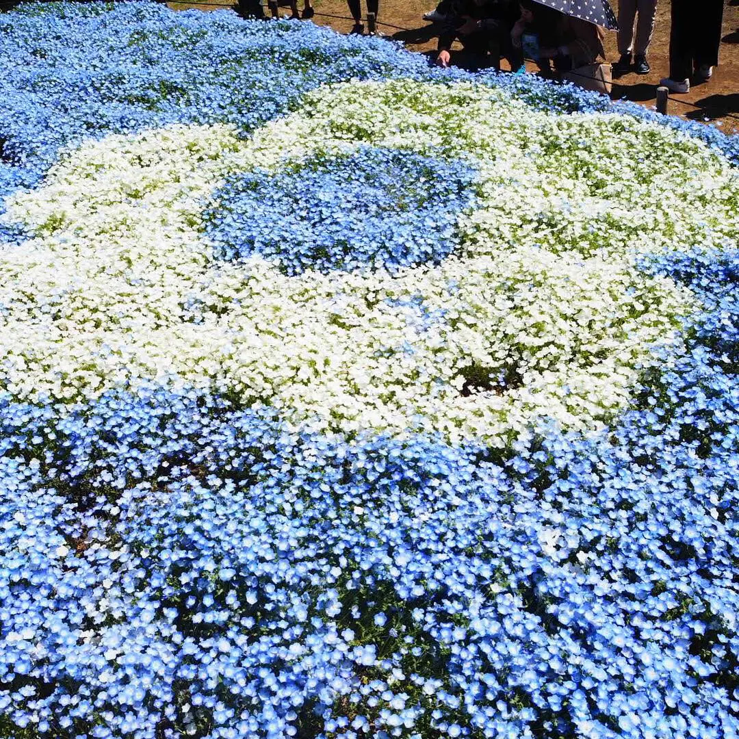 【GW】東京からも近い!!ひたち海浜公園ネモフィラのバスツアーに行ってきました♡_7