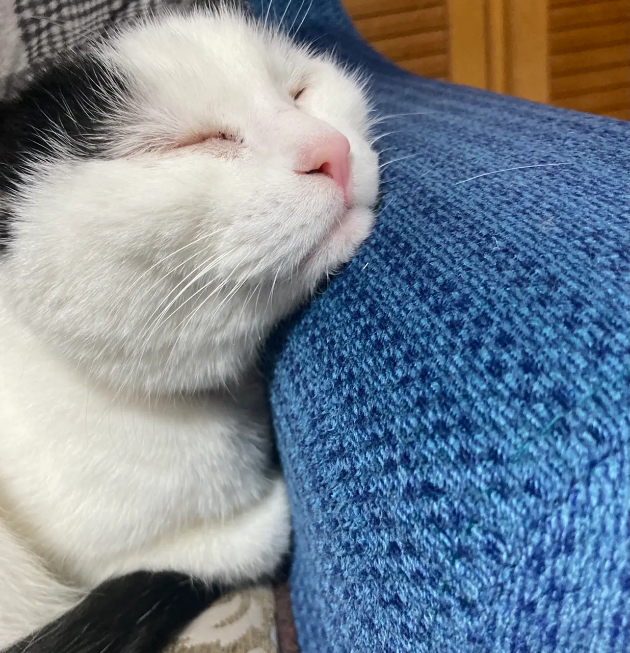 【我が家のペット】MOREにも一緒に出させていただいた、まったりおばあちゃん猫をご紹介♡_2