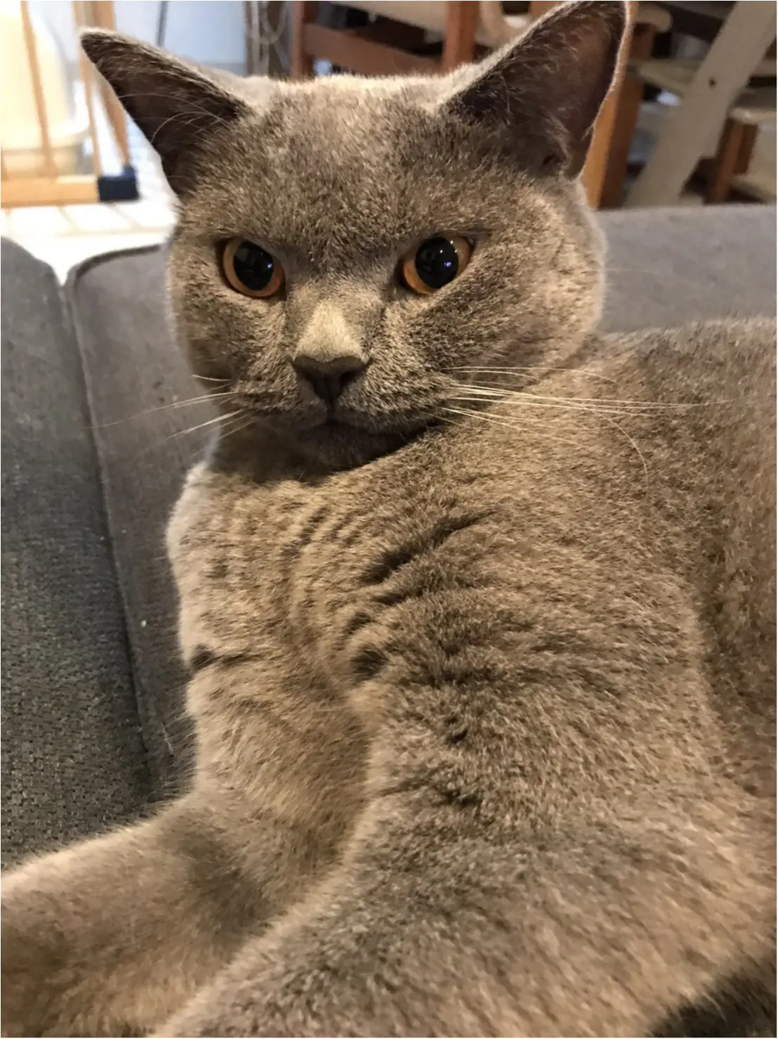 【今日のにゃんこ】にゃに~?? ごきげん斜めなレオくん_2