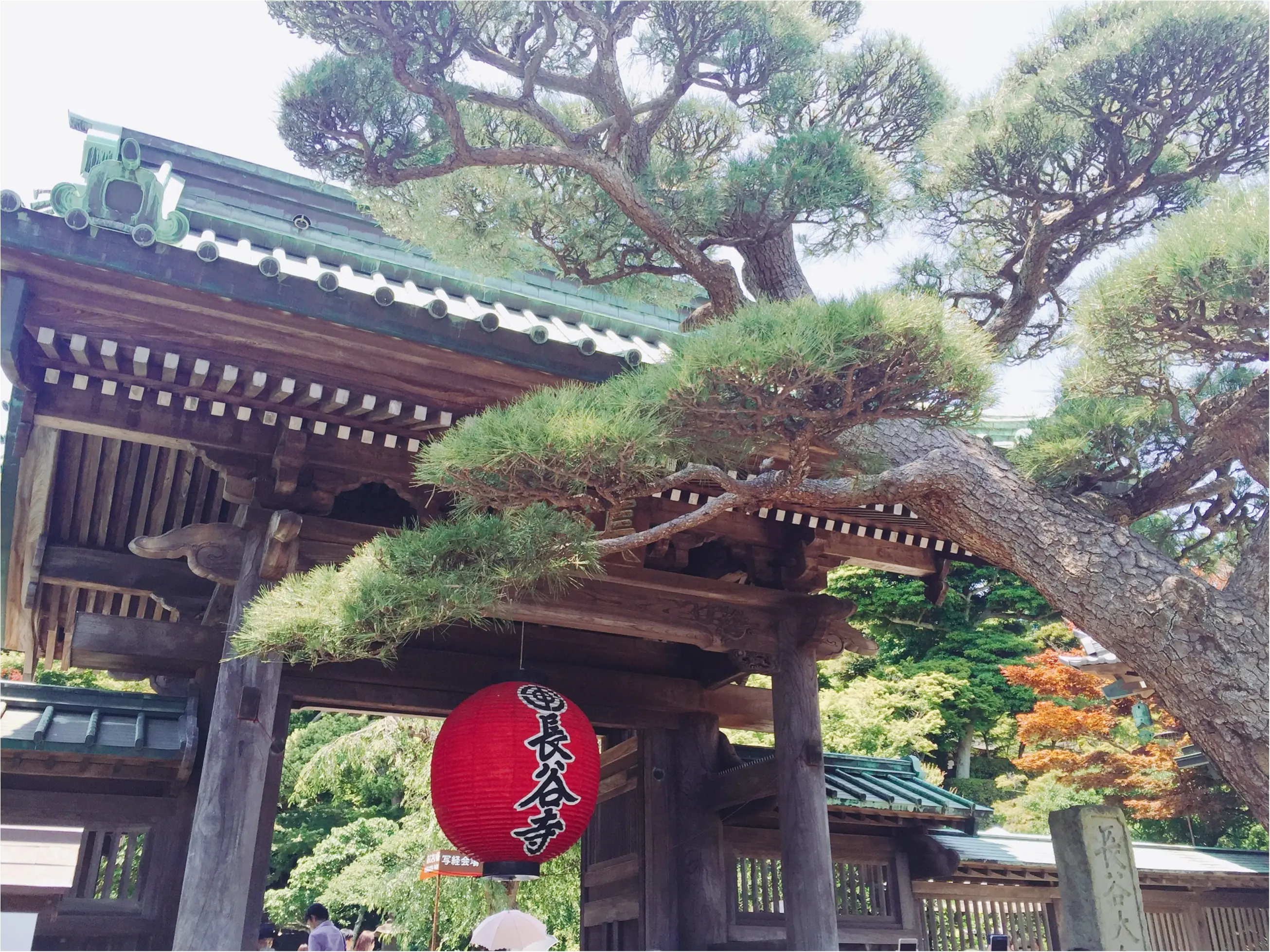 鎌倉 長谷寺 紫陽花が見頃 待ち時間にオススメのランチスポットをご紹介 Moreインフルエンサーズブログ Daily More