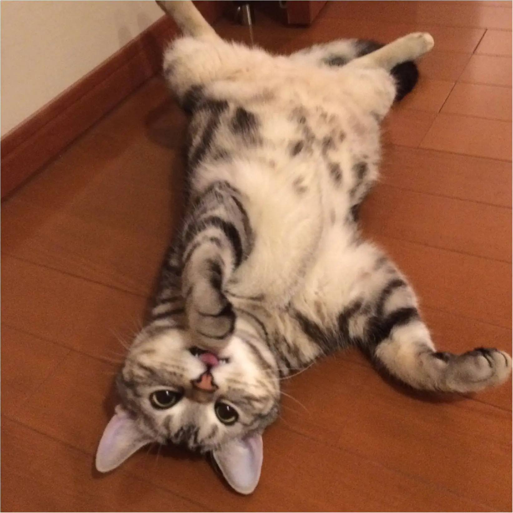 【今日のにゃんこ】もう待ちきれない! アランくんはエア〇〇中!?_1
