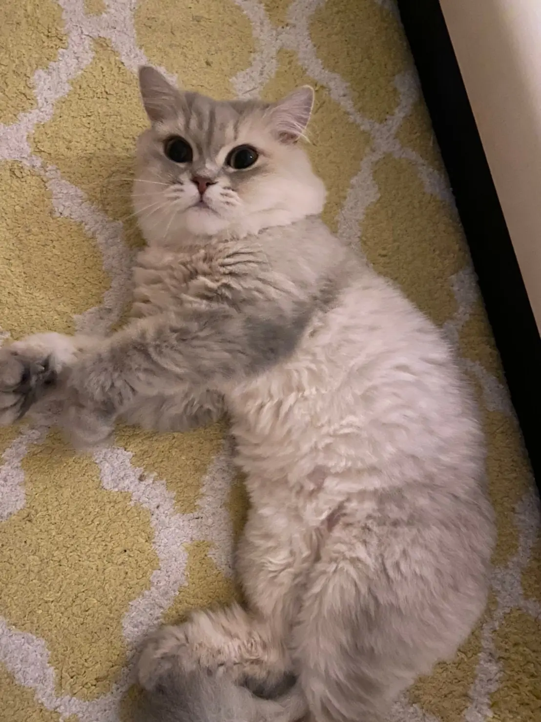 床に寝転びこちらを見るココンちゃん