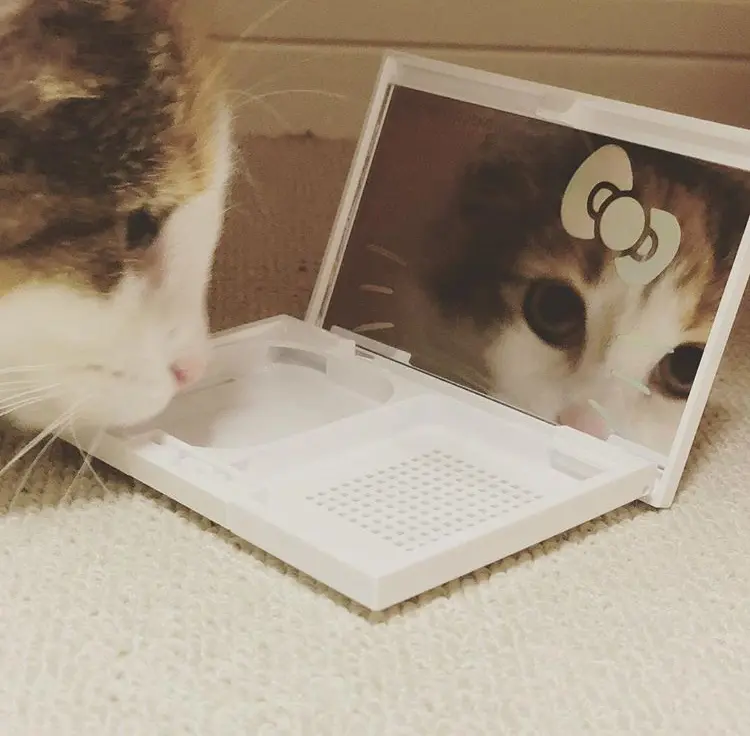 【今日のにゃんこ】おめかしするぞ♡ な万里ちゃん_1