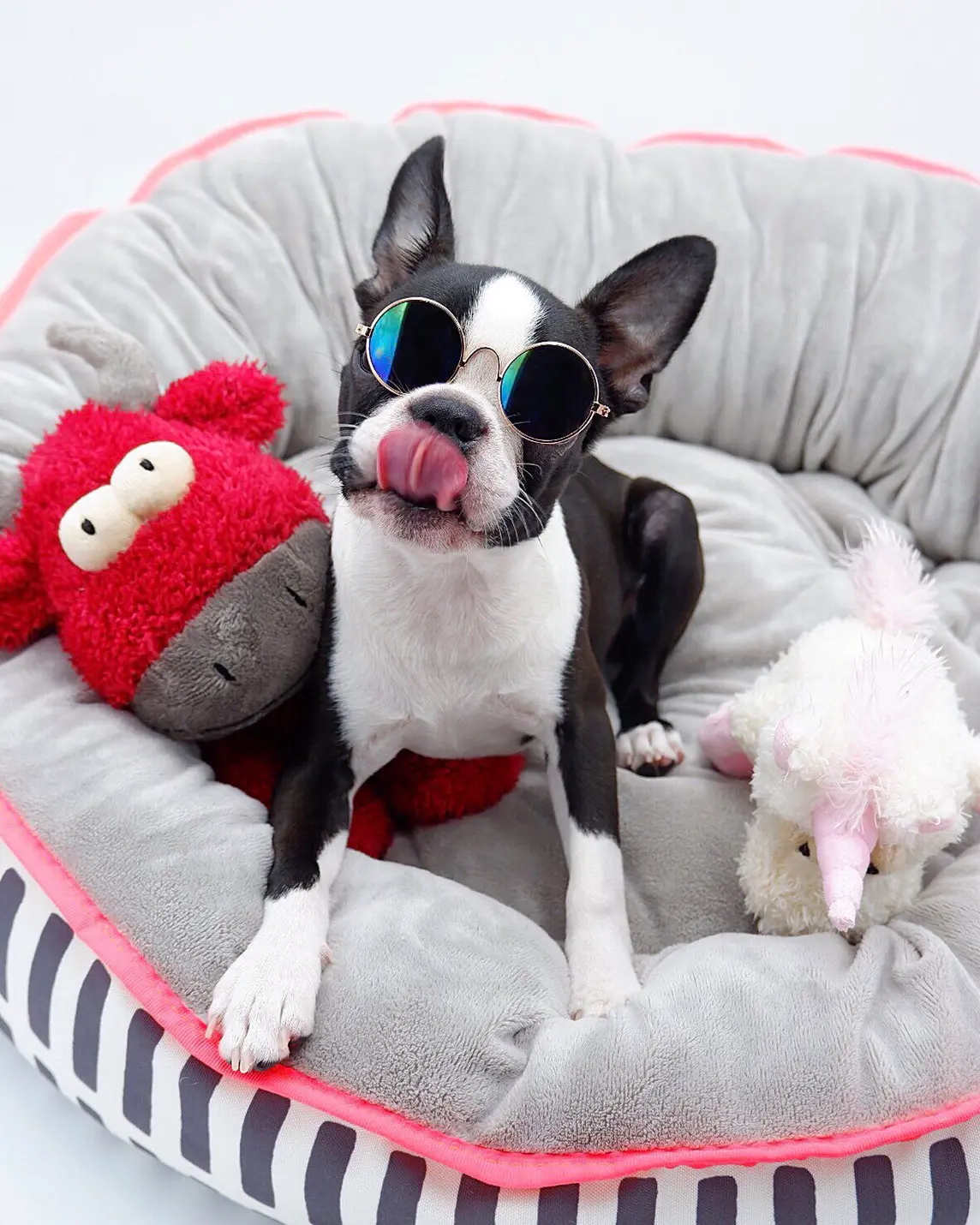 自宅のフォトスタジオにて、サングラスをかけられ撮影される犬・ボストンテリアのへちまちゃん