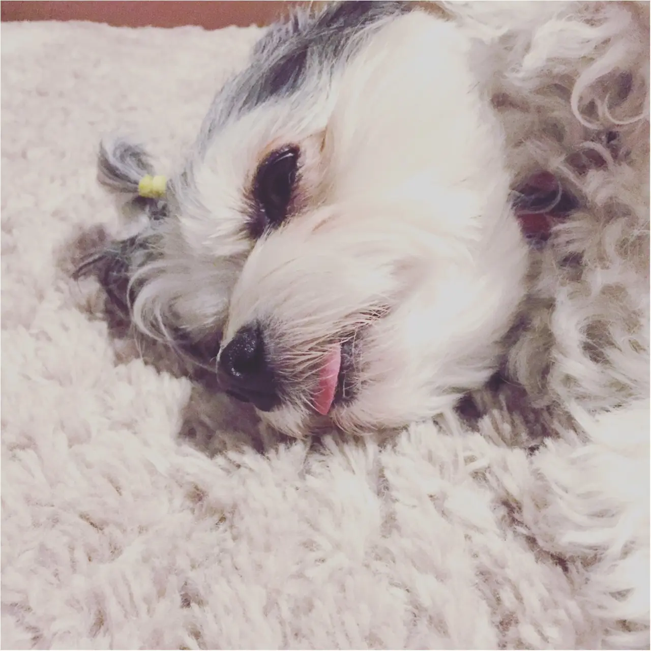 【今日のわんこ】眠くて眠くてしかたない……。そんなとき、太郎くんがしちゃうクセは?_1