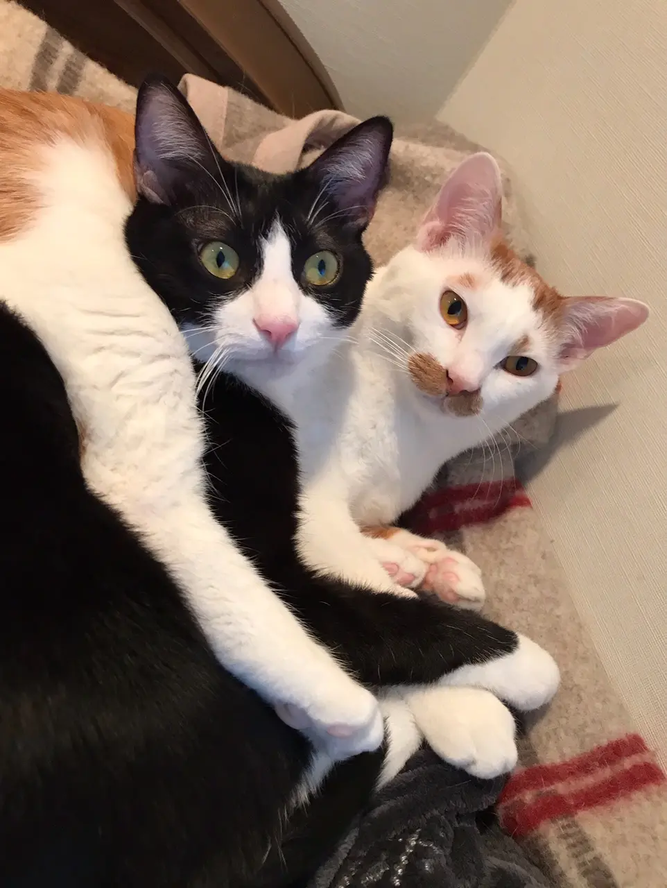【今日のにゃんこ】仲良し2匹! ルウくんを包み込むラビくん☆_1