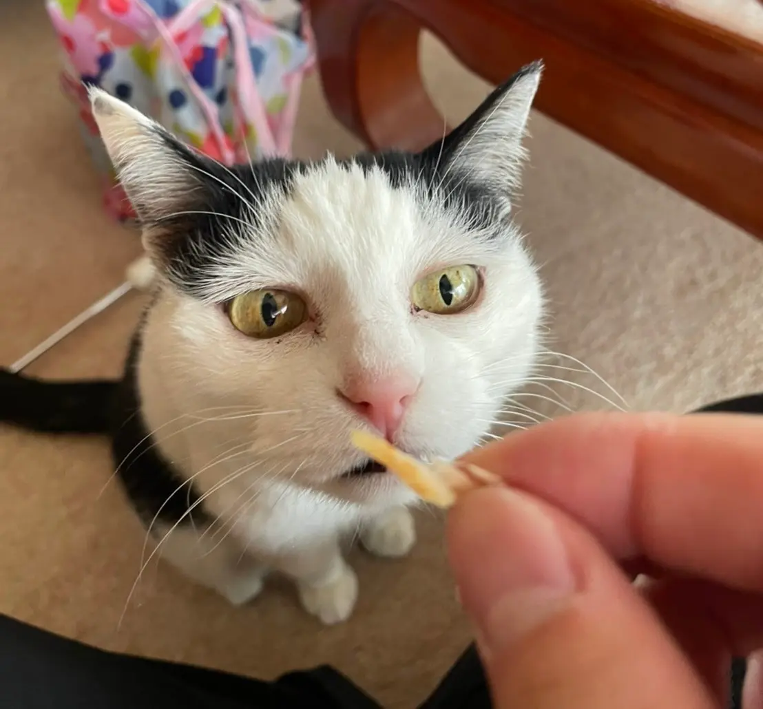 【我が家のペット】MOREにも一緒に出させていただいた、まったりおばあちゃん猫をご紹介♡_1
