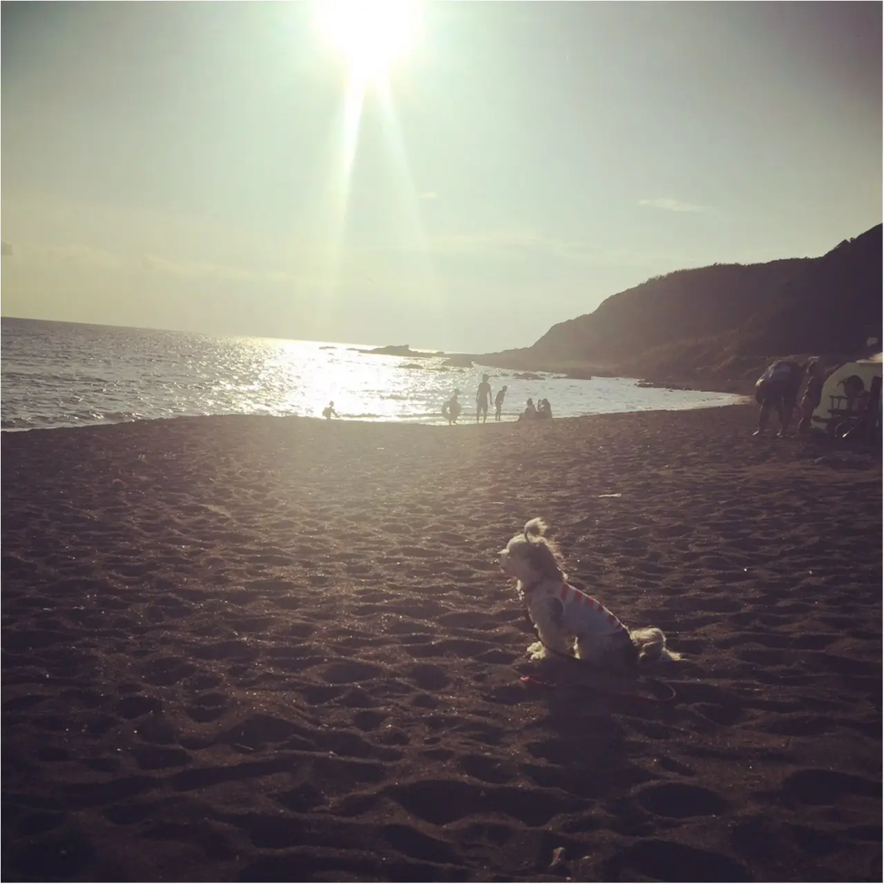 【今日のわんこ】なんだかおセンチ。夏の海で黄昏る太郎くん_1