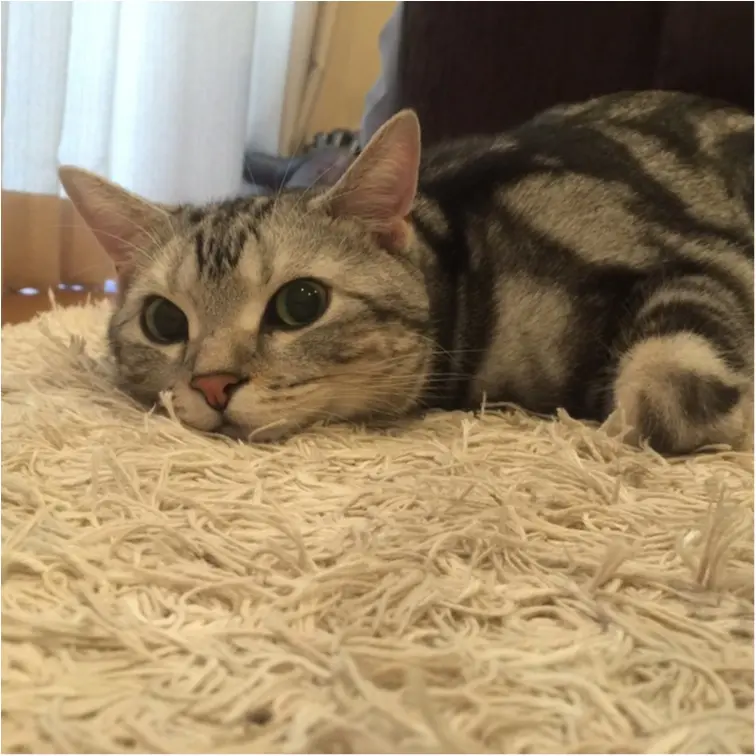 【今日のにゃんこ】にゃに見てるの? アランくんの視線にドキッ!_1