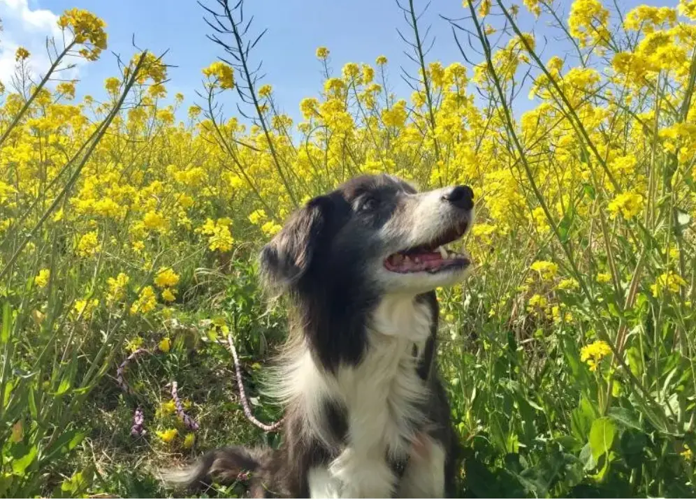 ボーダーコリー犬のメルちゃん