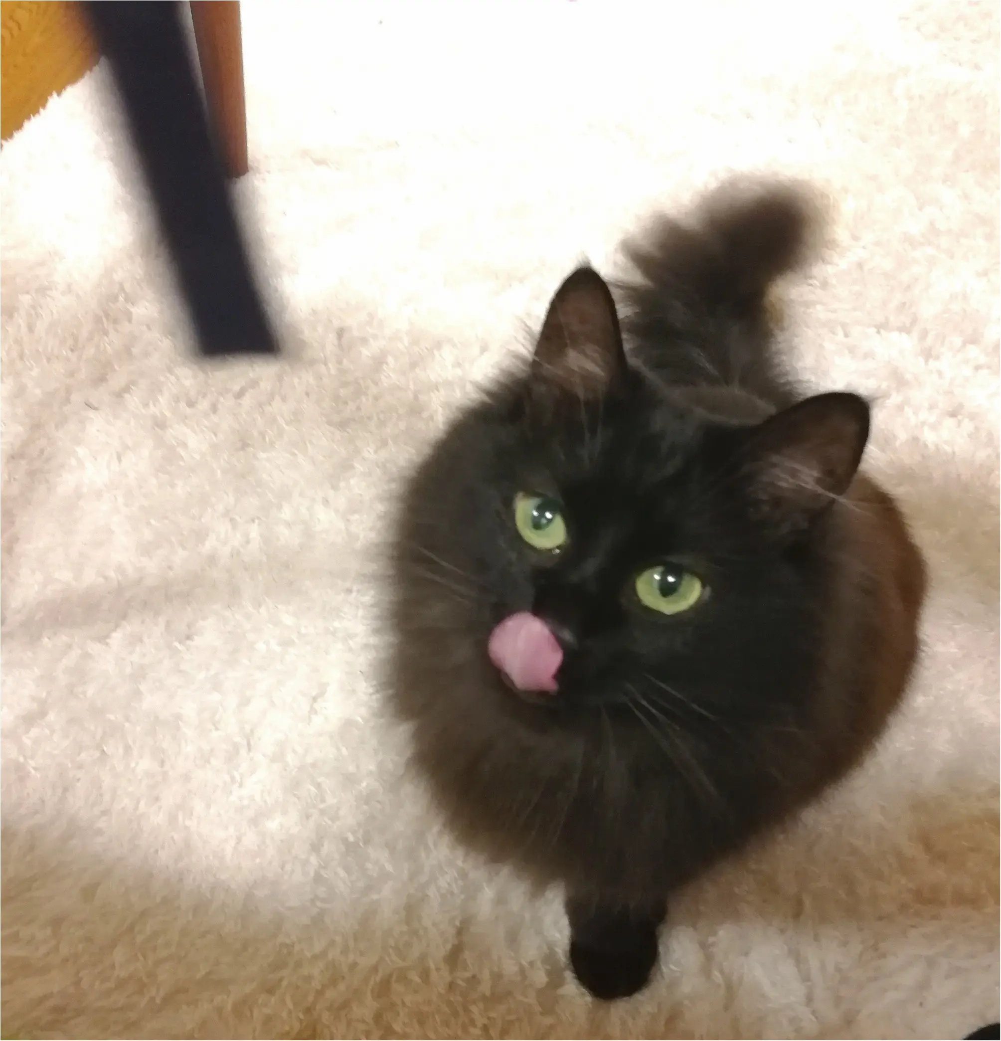 【今日のにゃんこ】ぺろり♡ ゆらちゃんのぺこちゃん顔に注目!_1