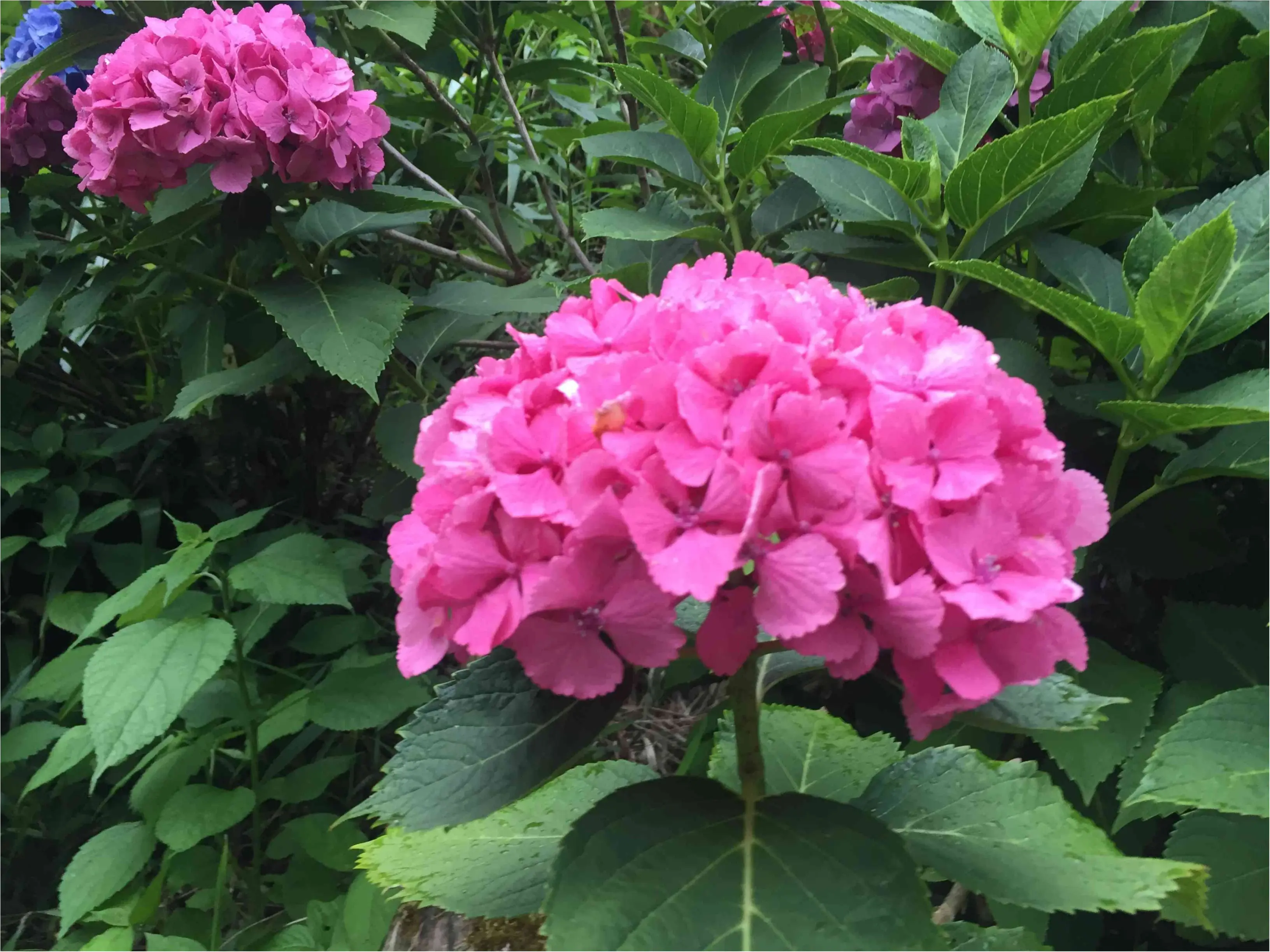 鎌倉で紫陽花探し_2