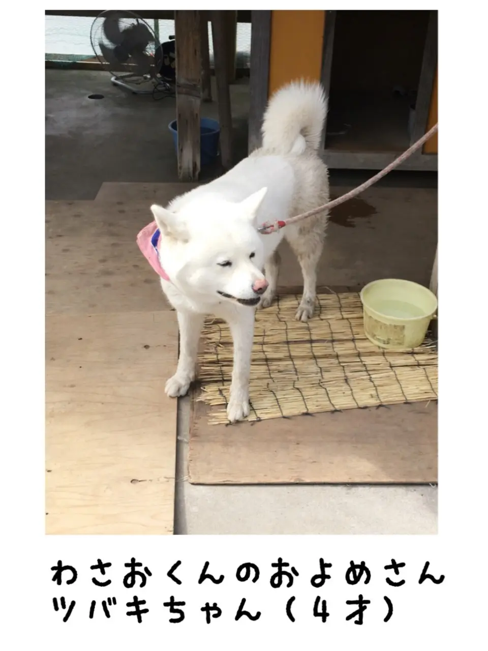 【ブサカワ犬わさお】に会える方法♡モアハピ◡̈のぞみ♡_6