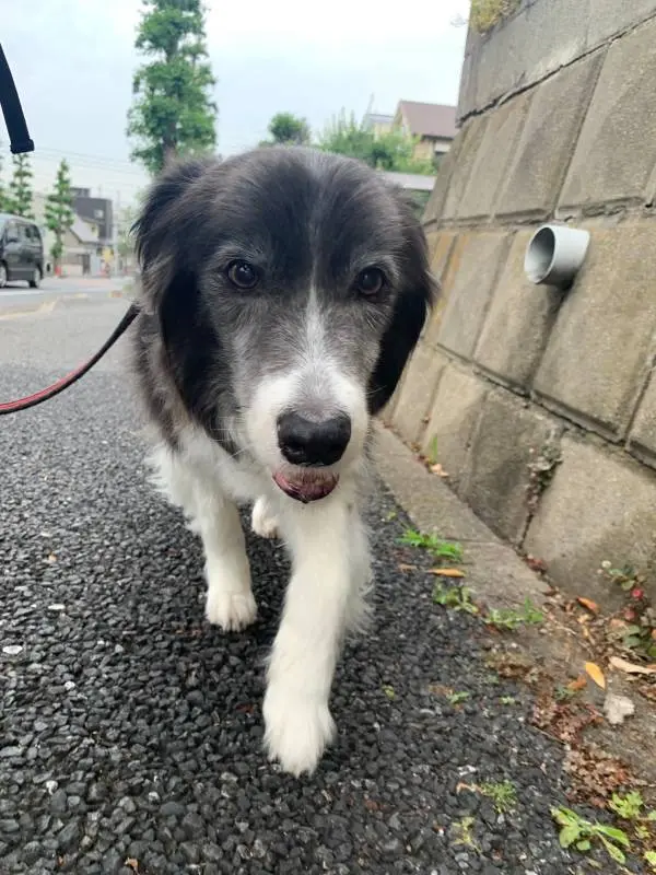 お散歩中の犬・メルちゃん