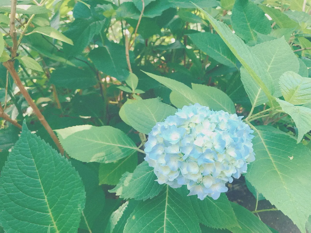水色の紫陽花の写真