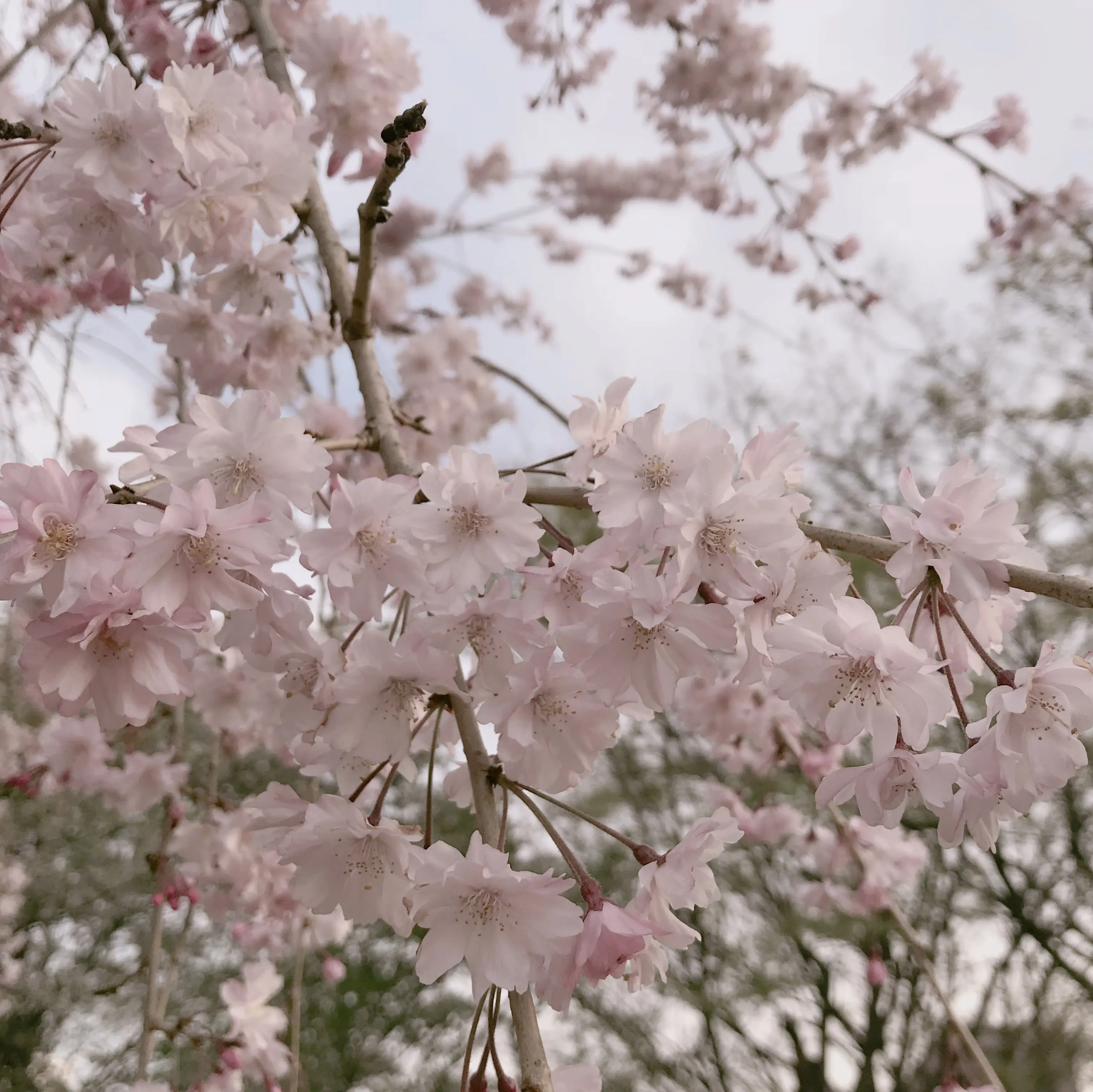 桜の下でピクニック 簡単におしゃれでかわいい おしゃピク できます Moreインフルエンサーズブログ Daily More