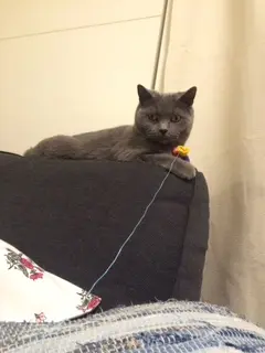 本日のにゃんこ ムクくん ブリティッシュショートヘア _1