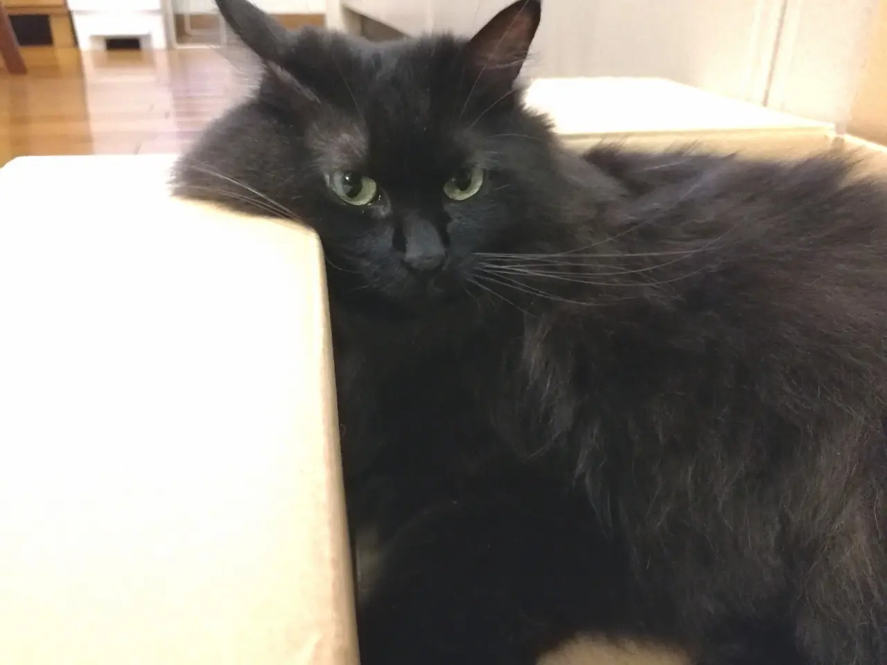 【今日のにゃんこ】 ソファーの角がジャストフィット! ゆらちゃん_1