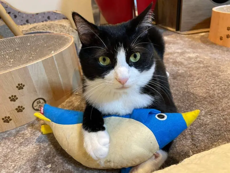 ペンギンのけりぐるみを抱えている猫・ルウくん