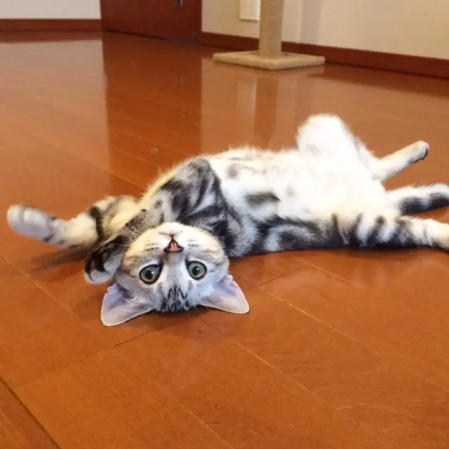 本日のにゃんこ アランくん アメリカンショートヘア_1