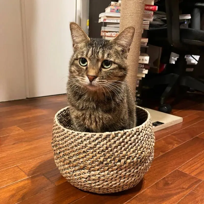 カゴにひとり取り残されてさみしそうな猫・がんくん