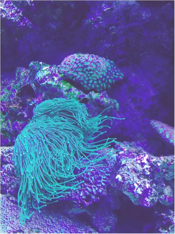 クラゲ✖花火♡アートな水族館アクアパーク品川に潜入♪byじゅな_8