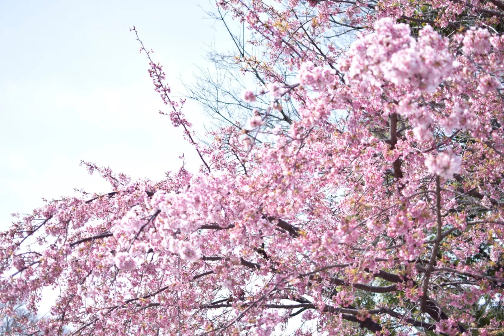 名古屋 名古屋城でお花見 名古屋城春まつり 桜 Moreインフルエンサーズブログ Daily More