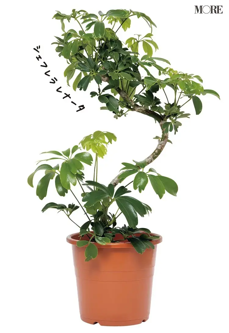 初心者におすすめの植物シェフレラ