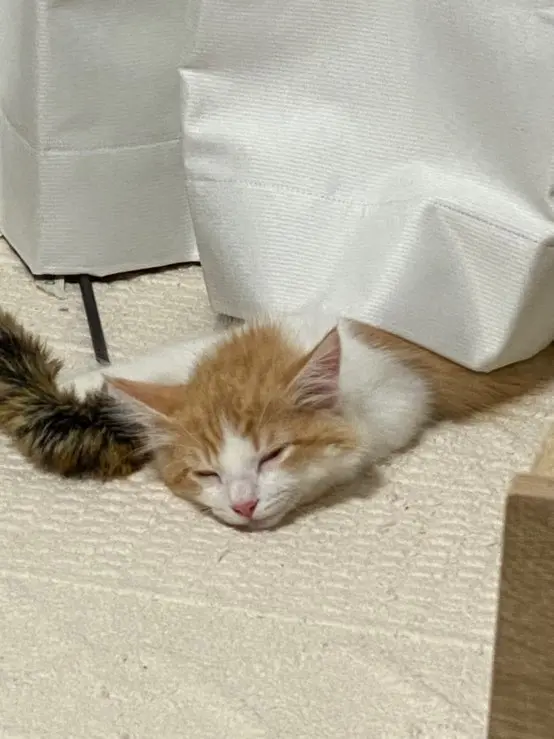 【ペット】うちの猫が可愛すぎる_4