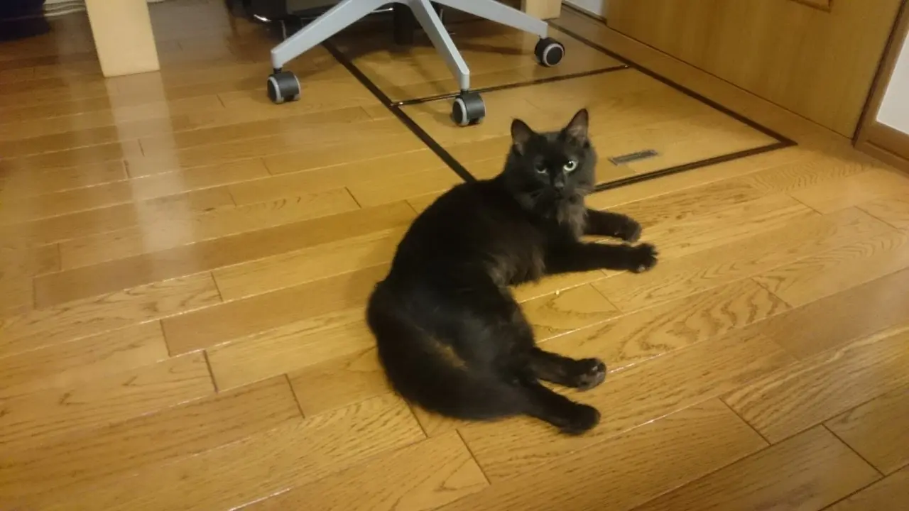 【今日のにゃんこ】ゆらちゃんが初めておうちにやってきた日_1