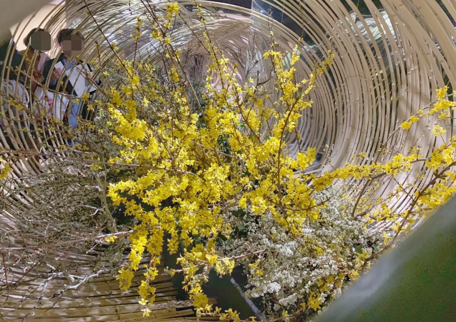 3/25まで!第100回草月いけばな展「花賛歌」が日本橋高島屋で開催中♡_7