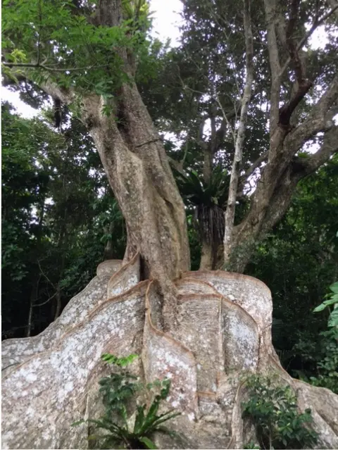 【沖縄離島の旅④】神秘の楽園♡西表島へ_2