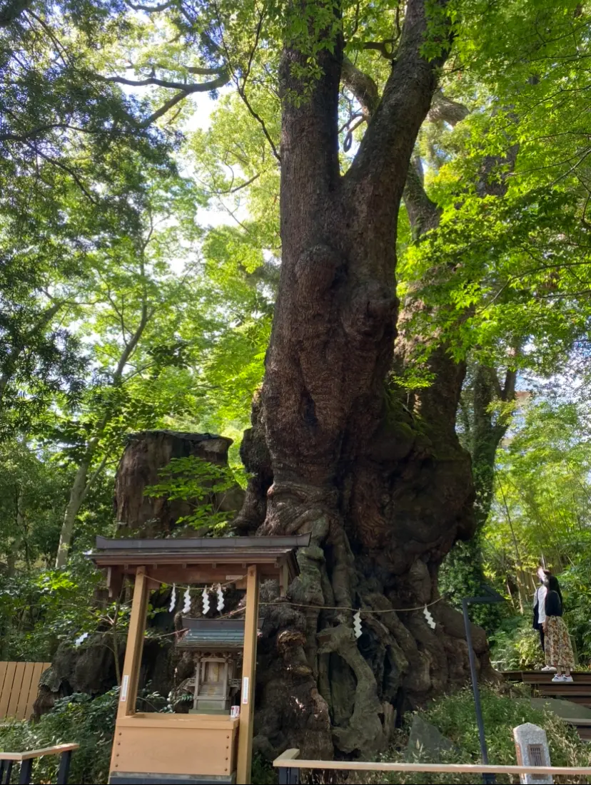 【パワースポット】熱海にある来宮神社で来福祈願_5