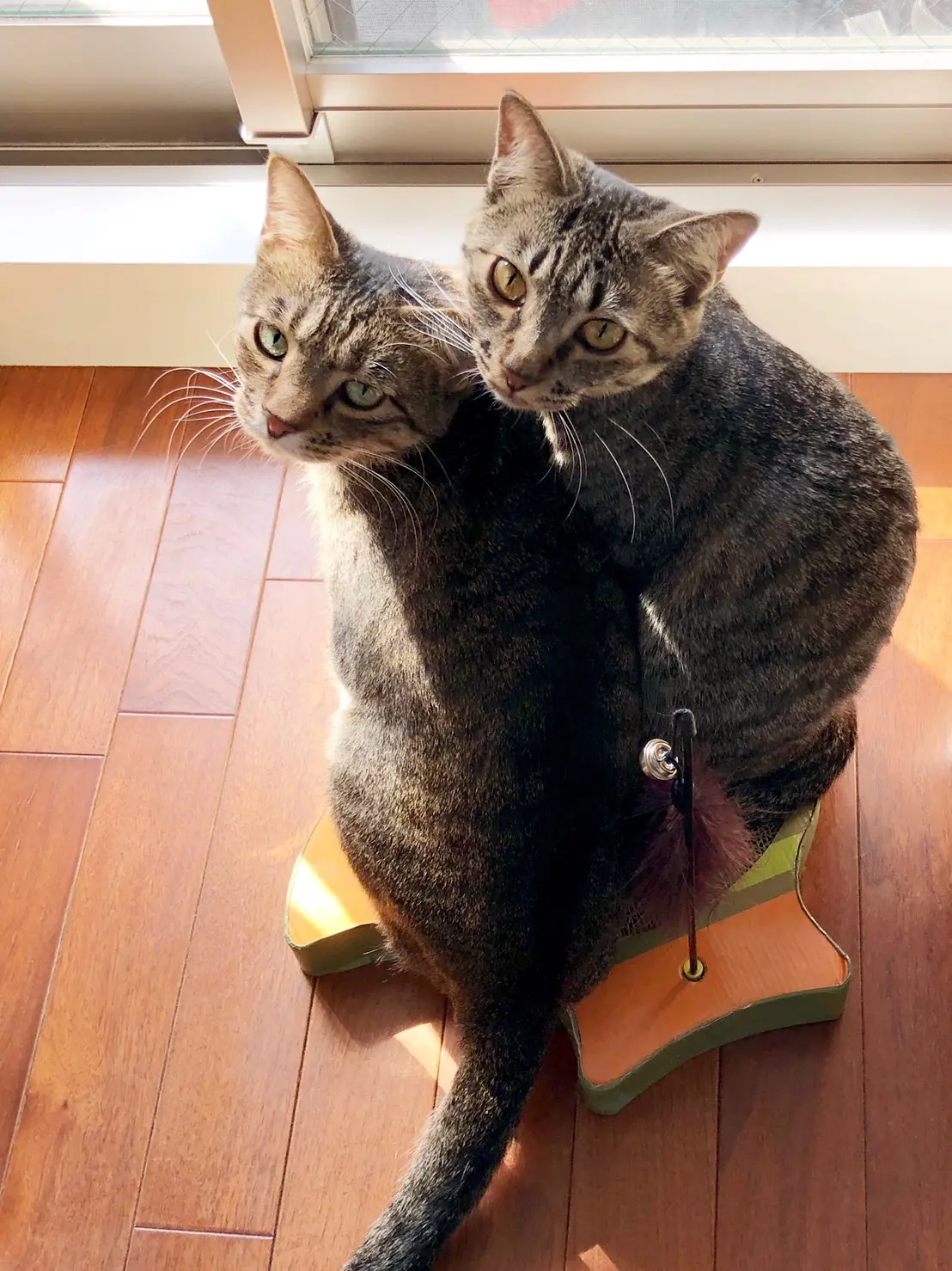 爪研ぎの上にのる2匹の雑種猫・がんくんとサンちゃん