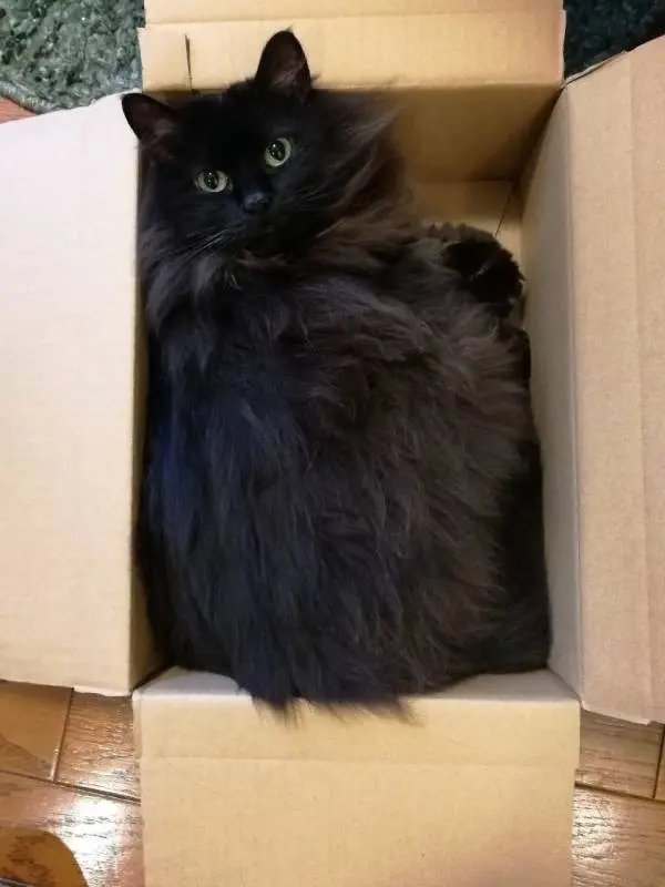 ジャストサイズのダンボールに入っている猫・ゆらちゃん